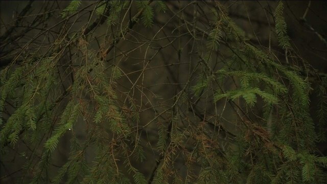 Mighty tree roots and twigs could help fuel cars, finds Swedish scientist Mighty tree roots and twigs could help fuel cars, finds Swedish scientist