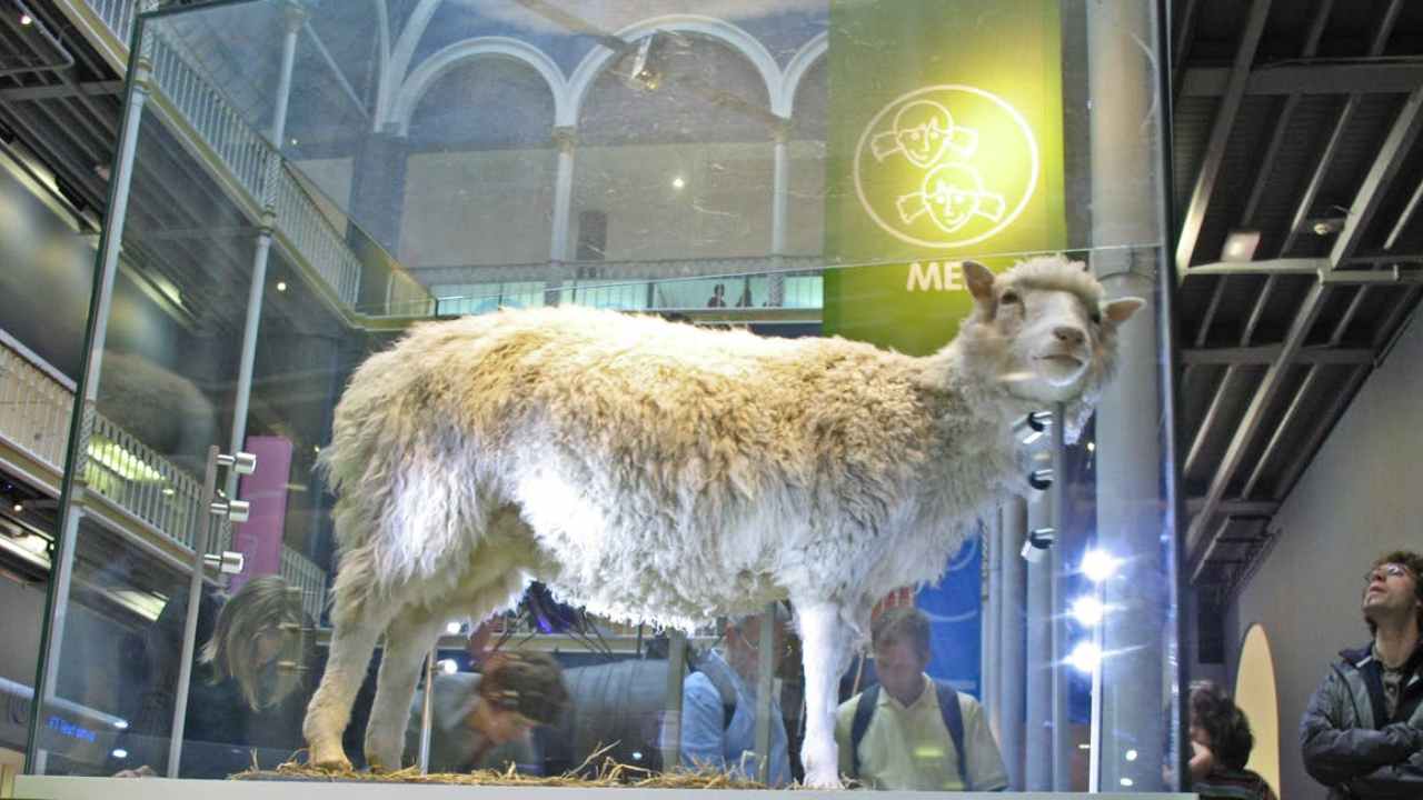 Dolly's taxodermied remains at the National Museum of Scotland. Image courtesy: Wikimedia Commons