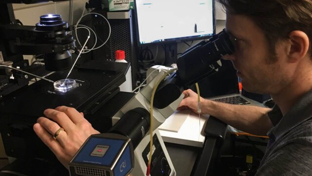 Another scientist is editing genes in human embryos, but ethically this time Another scientist is editing genes in human embryos, but ethically this time
