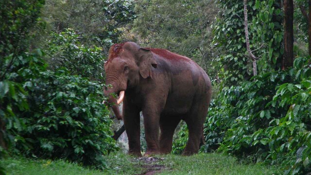 Landscape-level approach necessary to address human-elephant conflicts Landscape-level approach necessary to address human-elephant conflicts