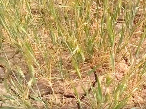 Declining ground water levels add to the woes of farmers in this UP village Declining ground water levels add to the woes of farmers in this UP village