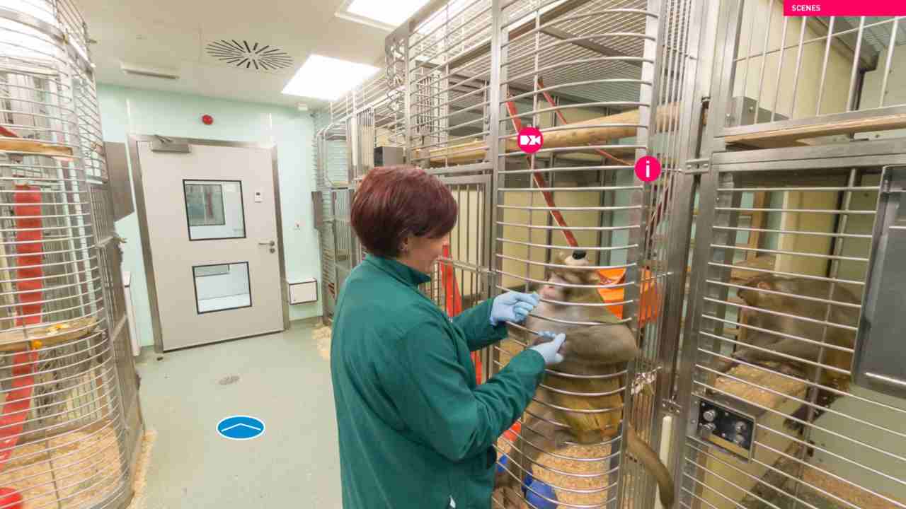 A macaque monkey and animal technician at the University of Oxford's animal lab. Image credit: Labanimaltour.org