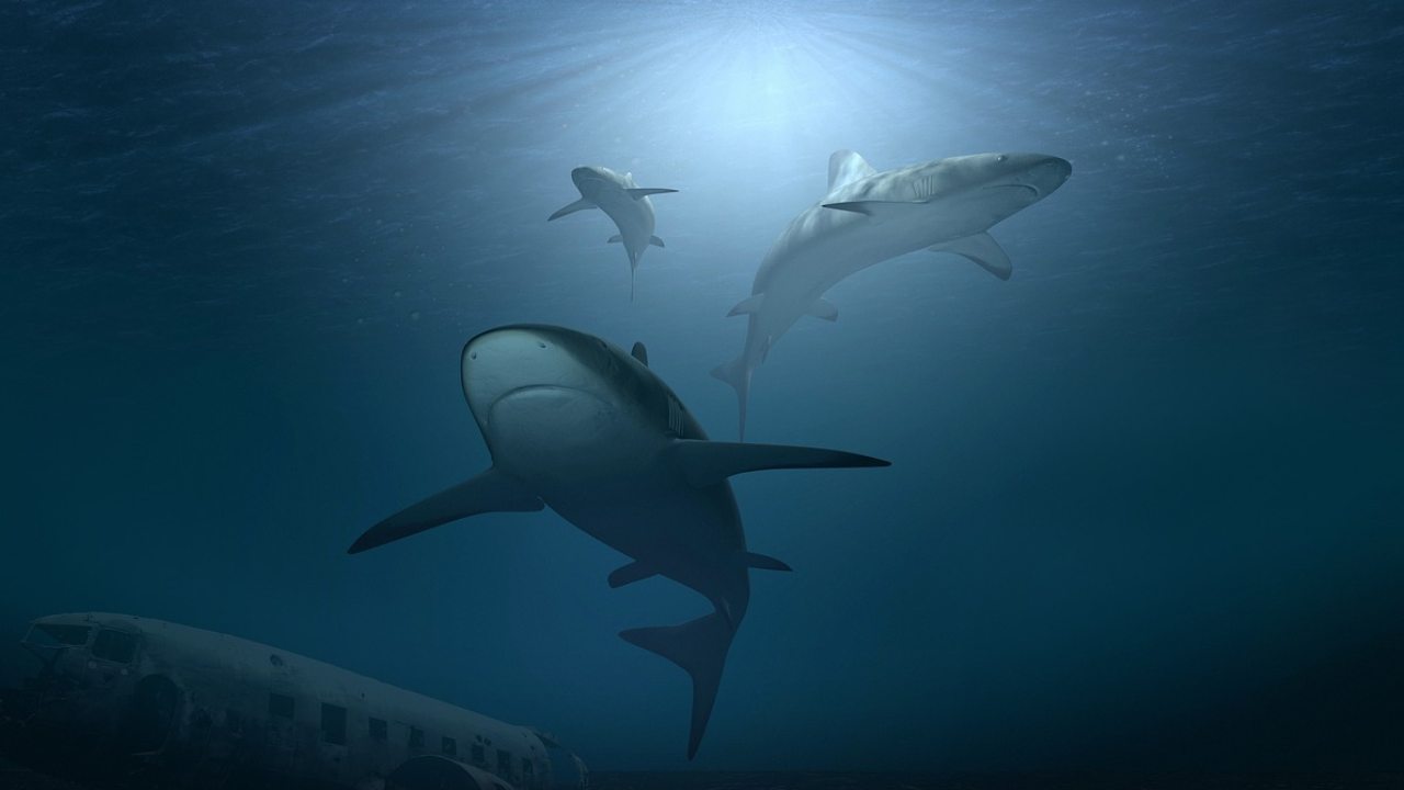 400 million years of sharks.