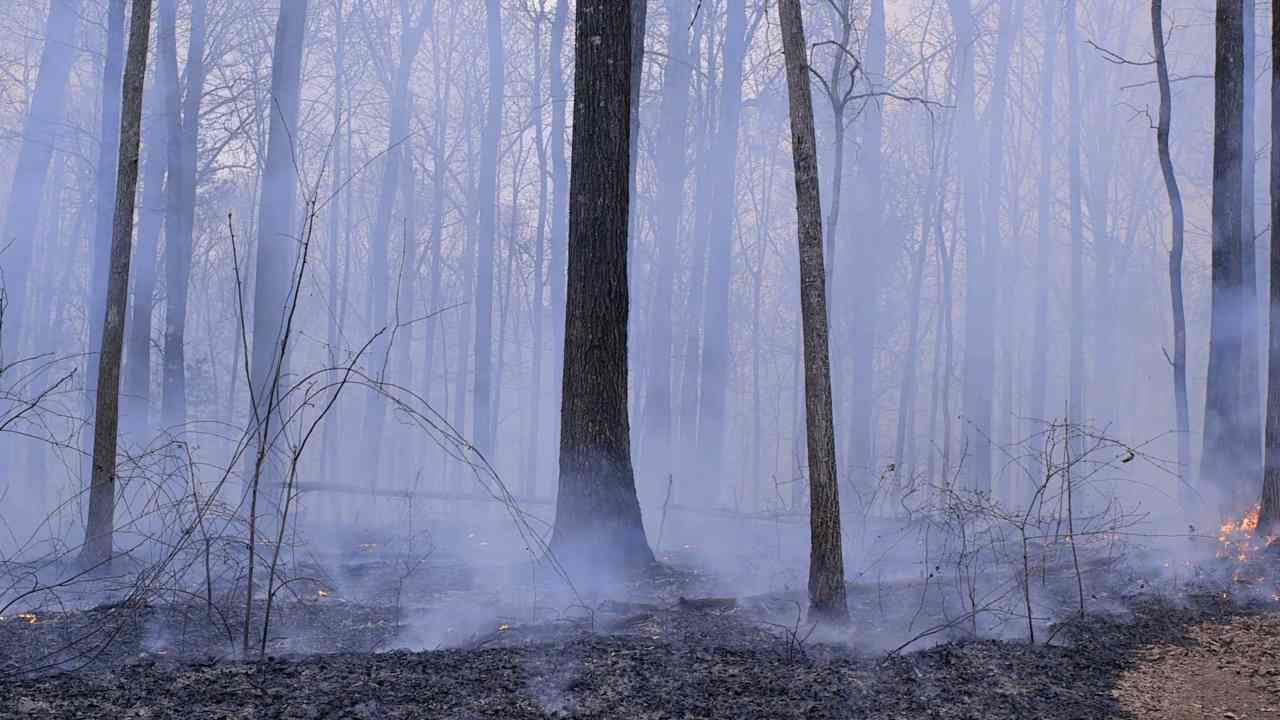 The afterburn in a forest before the last of the flames disappear. Image: VideoBlocks