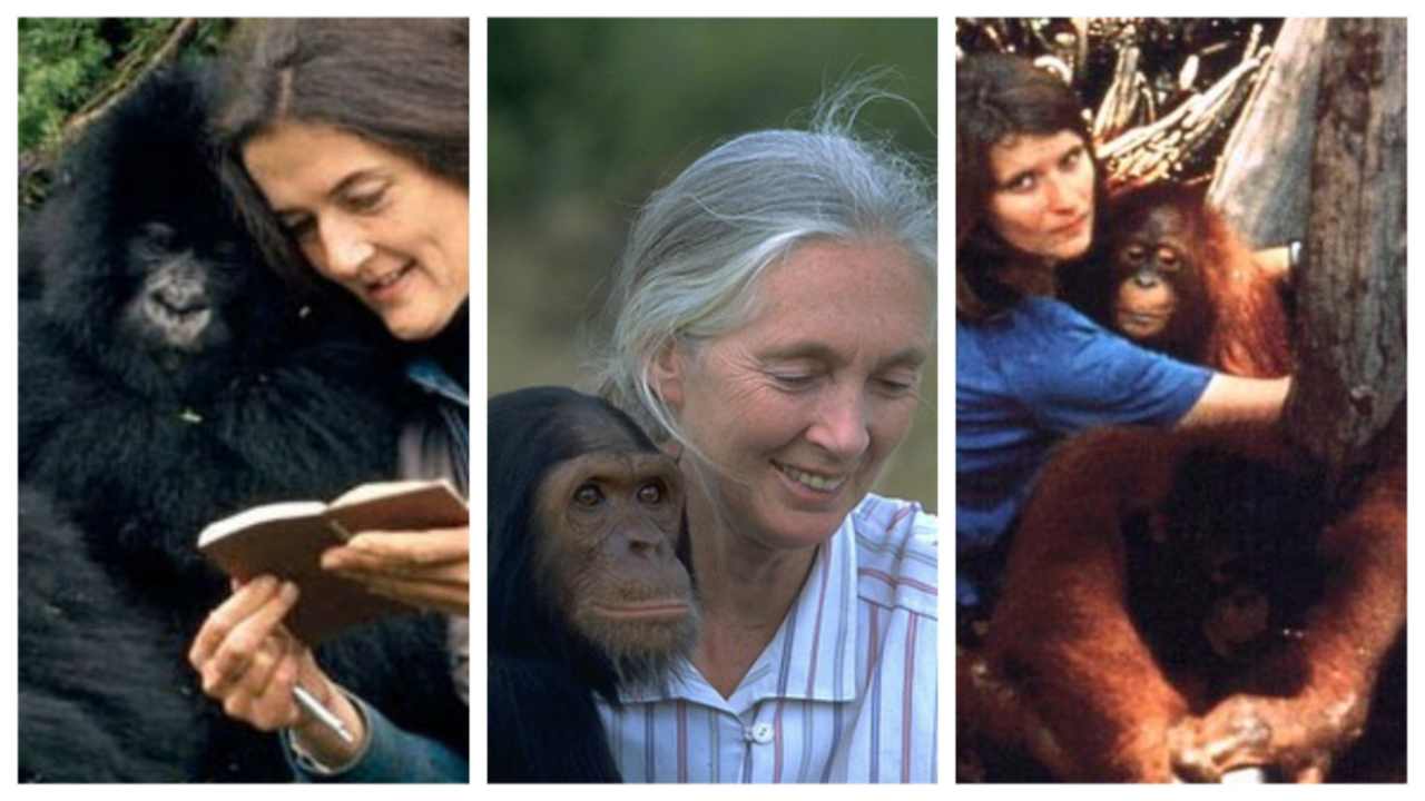 Dian Fossey, Jane Goodall and Birutė Galdikas – the trimates that taught us about primates. Image courtesy: One Green Planet