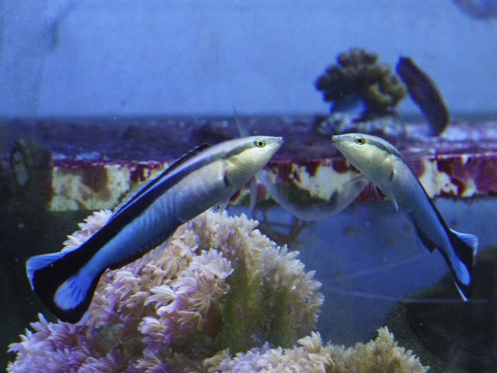 Fish passes a standard test of recognising itself in a mirror, are they getting smarter?