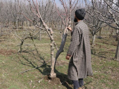 In the blizzard-hit apple orchards of Kashmir, farmers are anguished at inadequate government compensation In the blizzard-hit apple orchards of Kashmir, farmers are anguished at inadequate government compensation