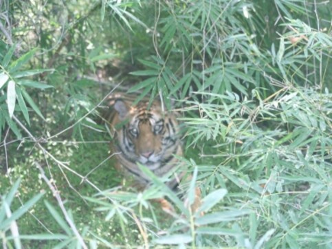 In search of a tiger: Wildlife encounters and the humbling, raw grandeur of nature In search of a tiger: Wildlife encounters and the humbling, raw grandeur of nature