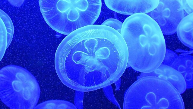 Jellyfish-inspired electronic skin made by researchers heals itself, resists water Jellyfish-inspired electronic skin made by researchers heals itself, resists water
