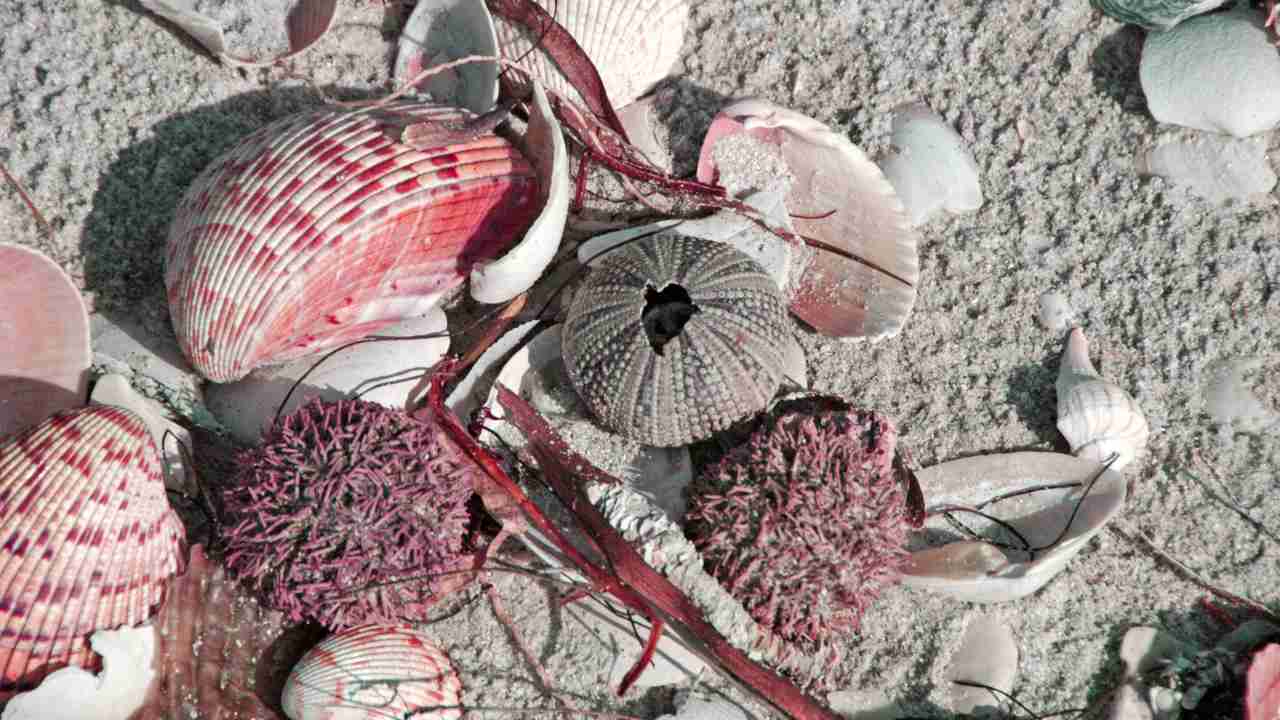 Mollusc shells & sea urchins that surface in the intertidal zone at a beach in southern tip of Florida. Image courtesy: Wikimedia Commons