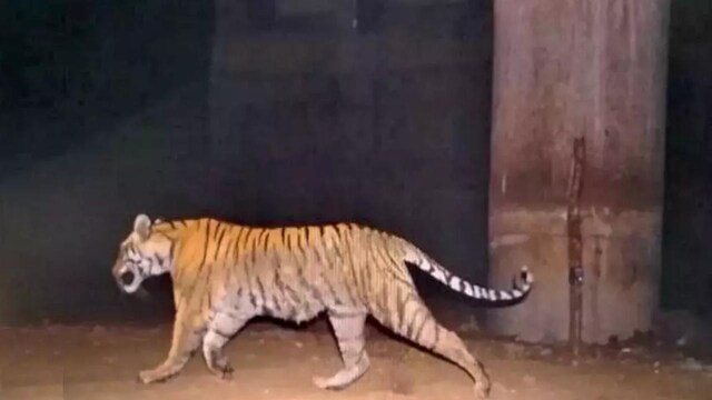 Tiger caught in camera trap photos using underpass along NH7 highway in Nagpur Tiger caught in camera trap photos using underpass along NH7 highway in Nagpur