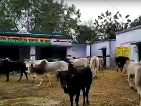Unforeseen consequences of BJP’s 'cow-friendly' policies have put party on the backfoot among Bahraich’s farmers Unforeseen consequences of BJP’s 'cow-friendly' policies have put party on the backfoot among Bahraich’s farmers