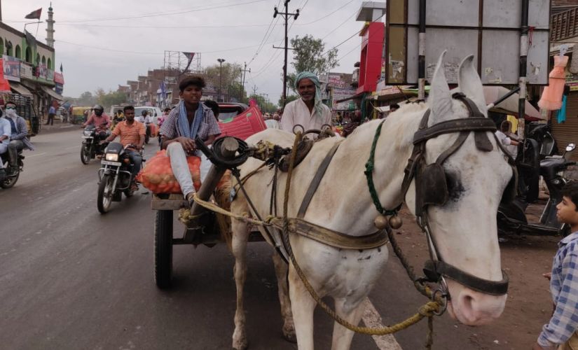 The farmers cultivate potato by February end and release only a fraction of their produce in the market as prices are traditionally low during the time new crop is entering the market. Image: Ananya Srivastava