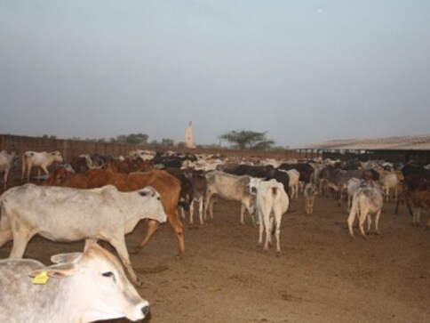 Lumpy skin disease: More than 4,000 animals dead in Rajasthan