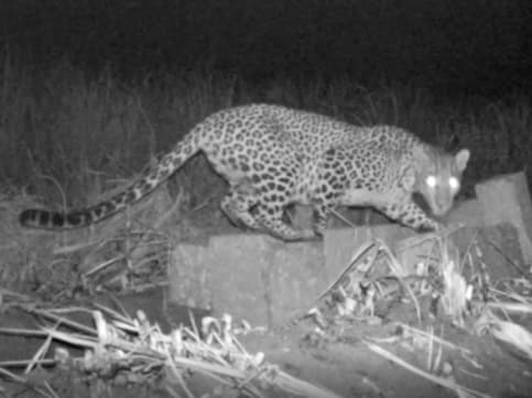 Leopard cub reunited with mother in Satara following 7-day operation; forest officials call for more awareness Leopard cub reunited with mother in Satara following 7-day operation; forest officials call for more awareness