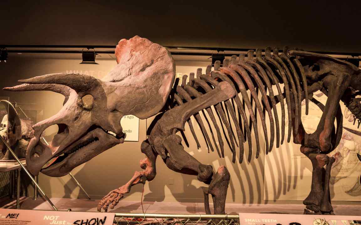 A dinosaur fossil displayed in a museum. Image credit: GoodFreePhotos