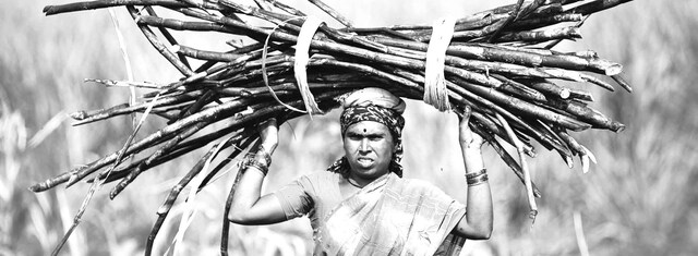 The bittersweet truth of sugarcane in Maharashtra The bittersweet truth of sugarcane in Maharashtra