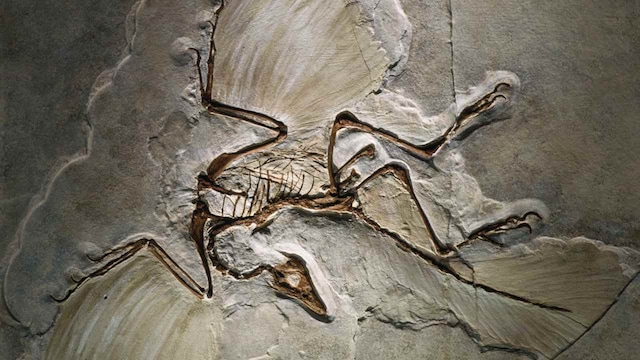 Most bird-like dinosaur ever flapped its wings like a raven, lived in the Jurassic Most bird-like dinosaur ever flapped its wings like a raven, lived in the Jurassic
