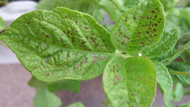 Ozone pollution from Asia isn't well understood, but may be damaging Arctic plants