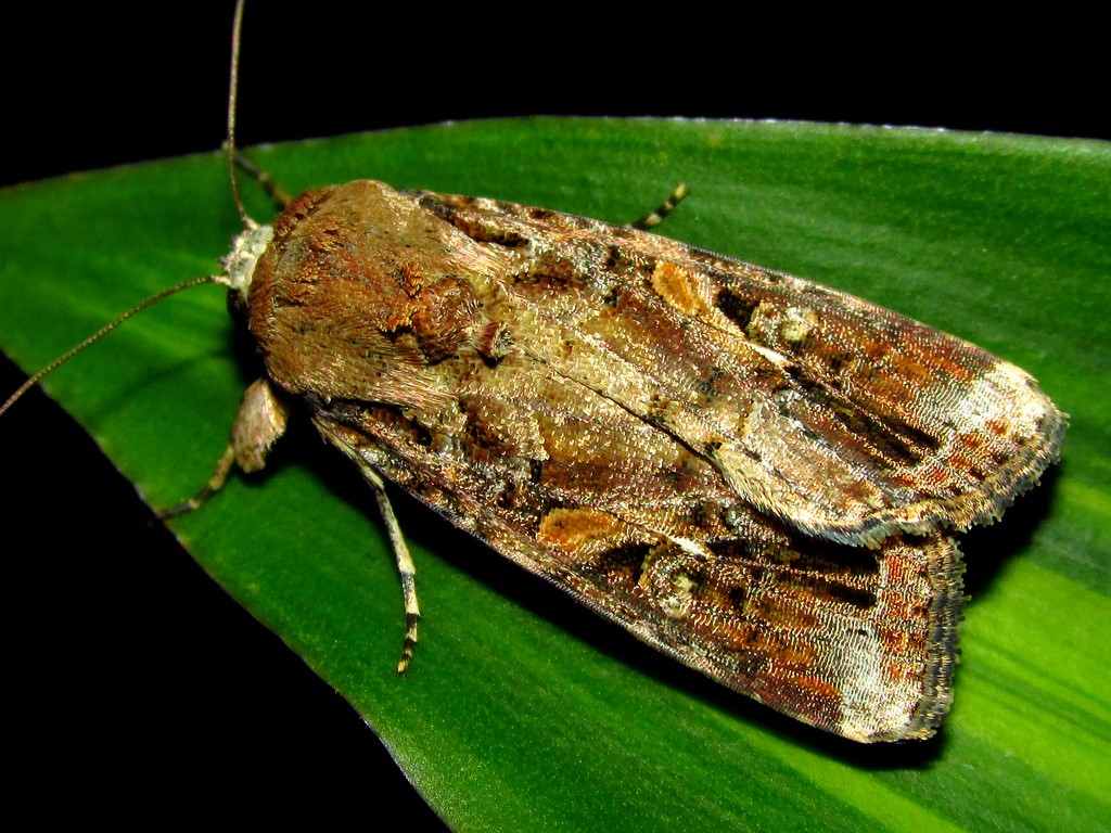 Open Challenge: Digital solutions invited to combat fall armyworm epidemic in India