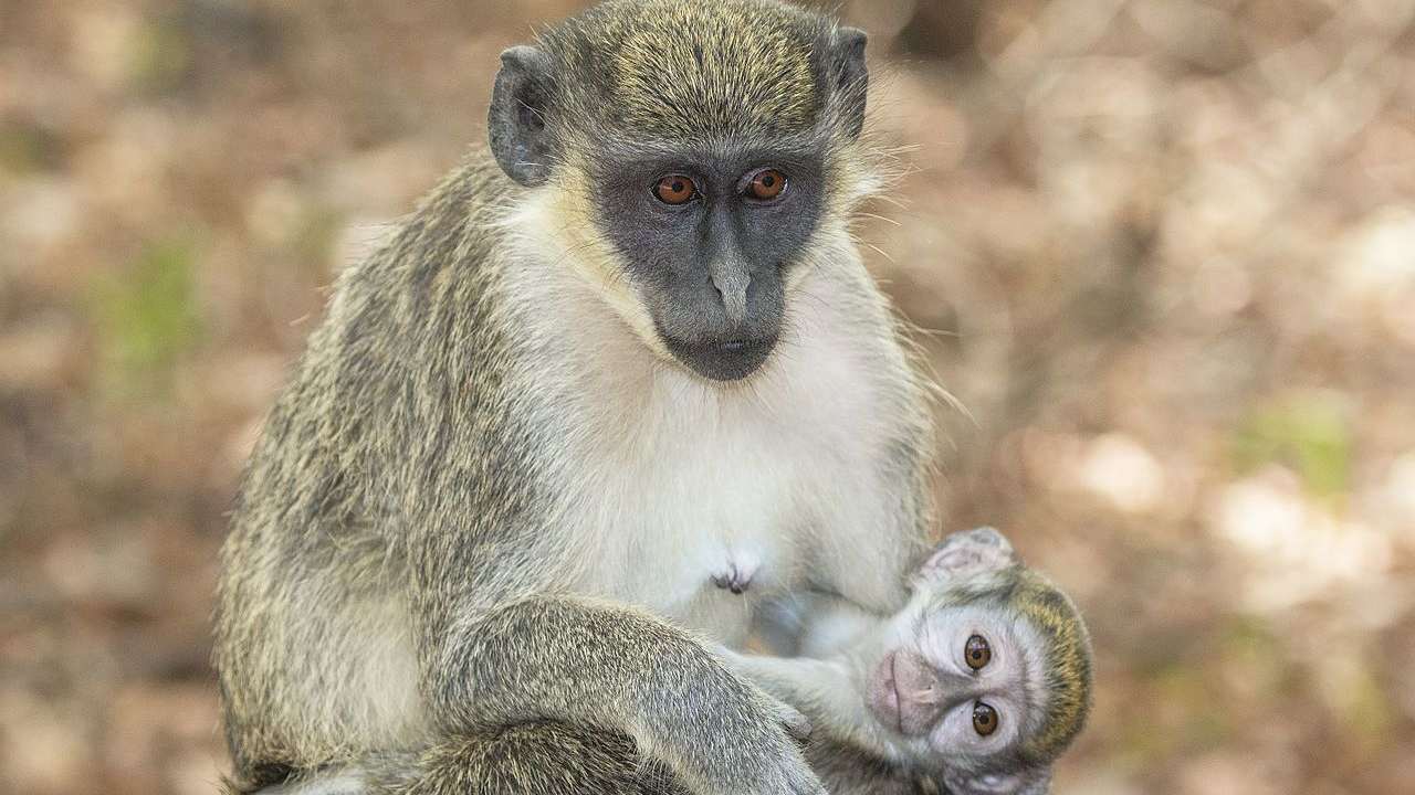 A female green monkey with her baby. Image credit: Wikipedia