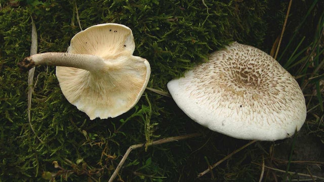 Anticancer mushrooms: MU Professor wins patent for anticancer compound from fungi Anticancer mushrooms: MU Professor wins patent for anticancer compound from fungi