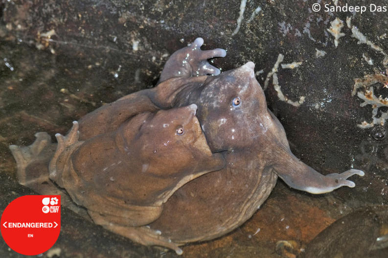 It sounds mean, I know, but this frog certainly redefines the term 'bumping uglies'