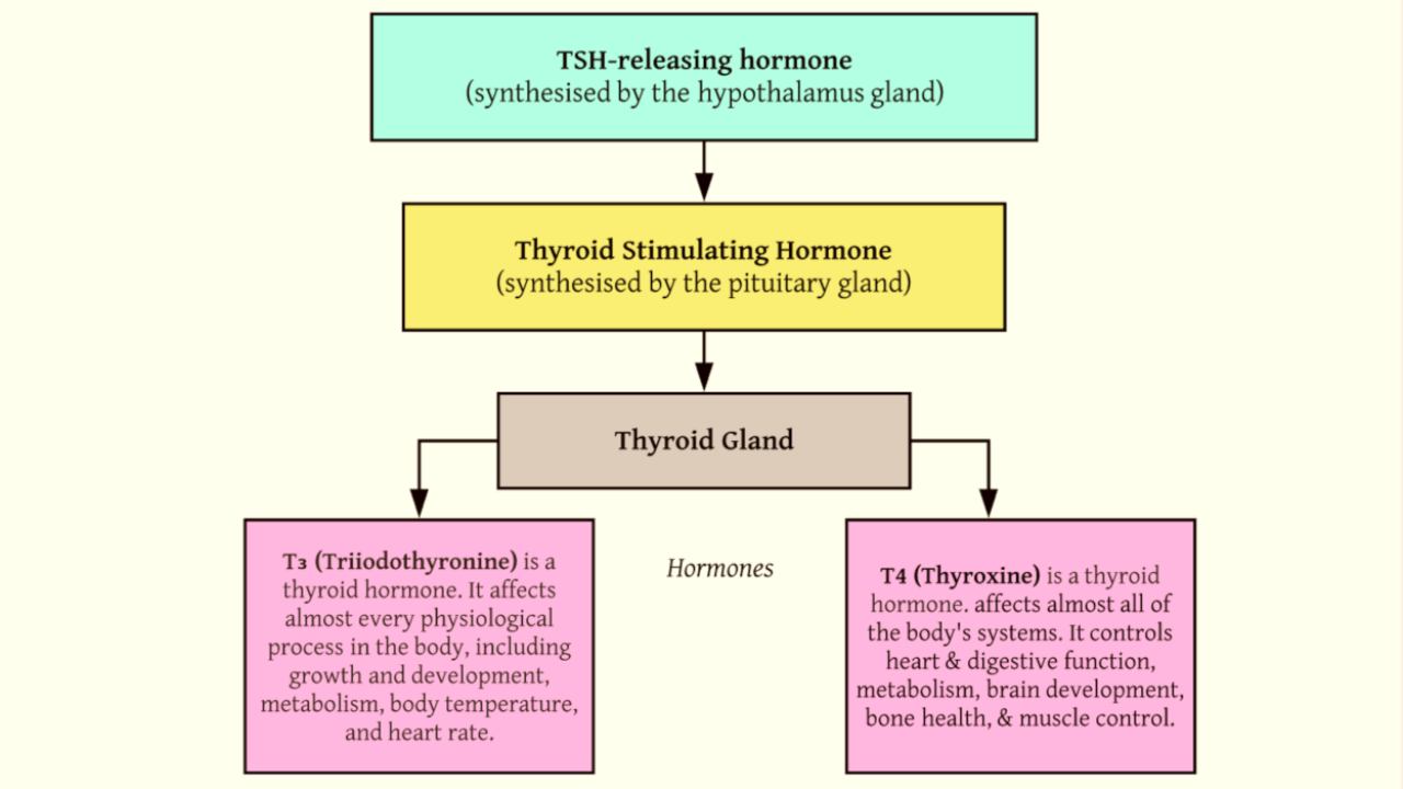 Thyroid gland and hormones. Image: Author provided