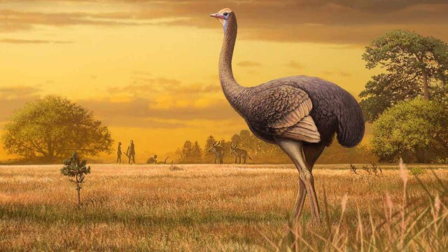 Fossils of flightless bird three times the size of ostrich was found in Taurida cave Fossils of flightless bird three times the size of ostrich was found in Taurida cave