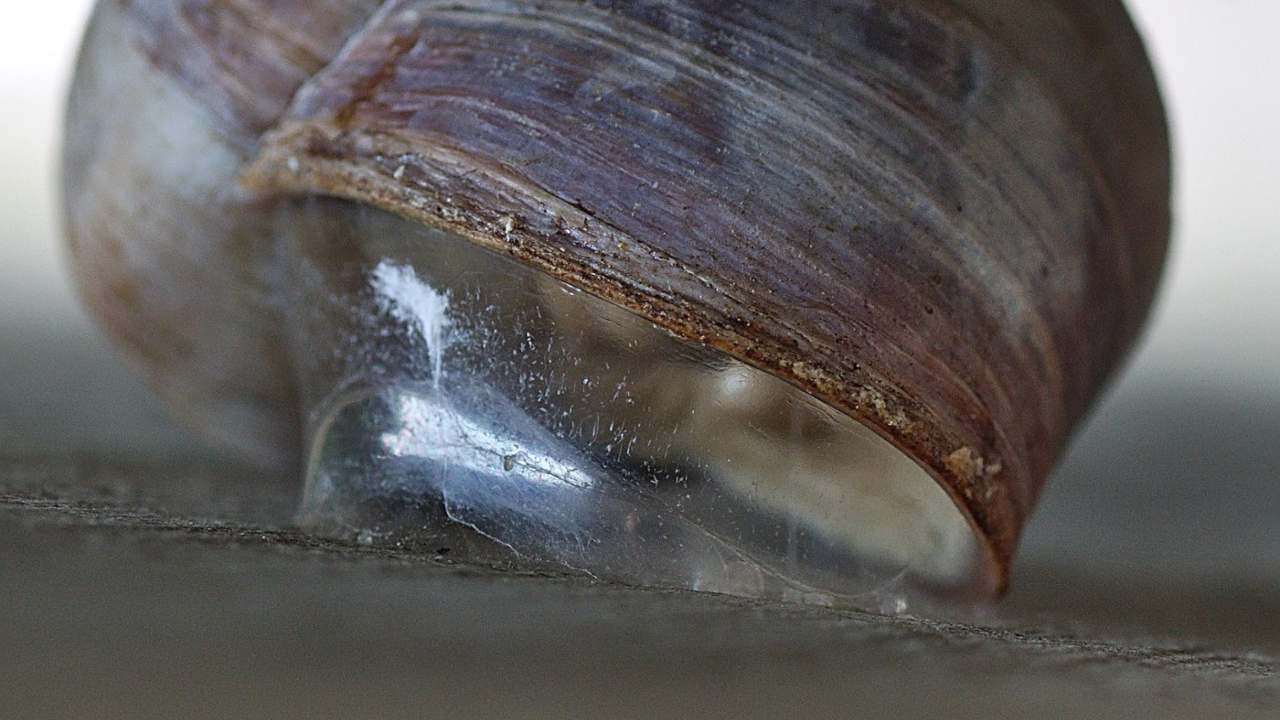 A snail’s epiphragm. Image courtesy: Beocheck
