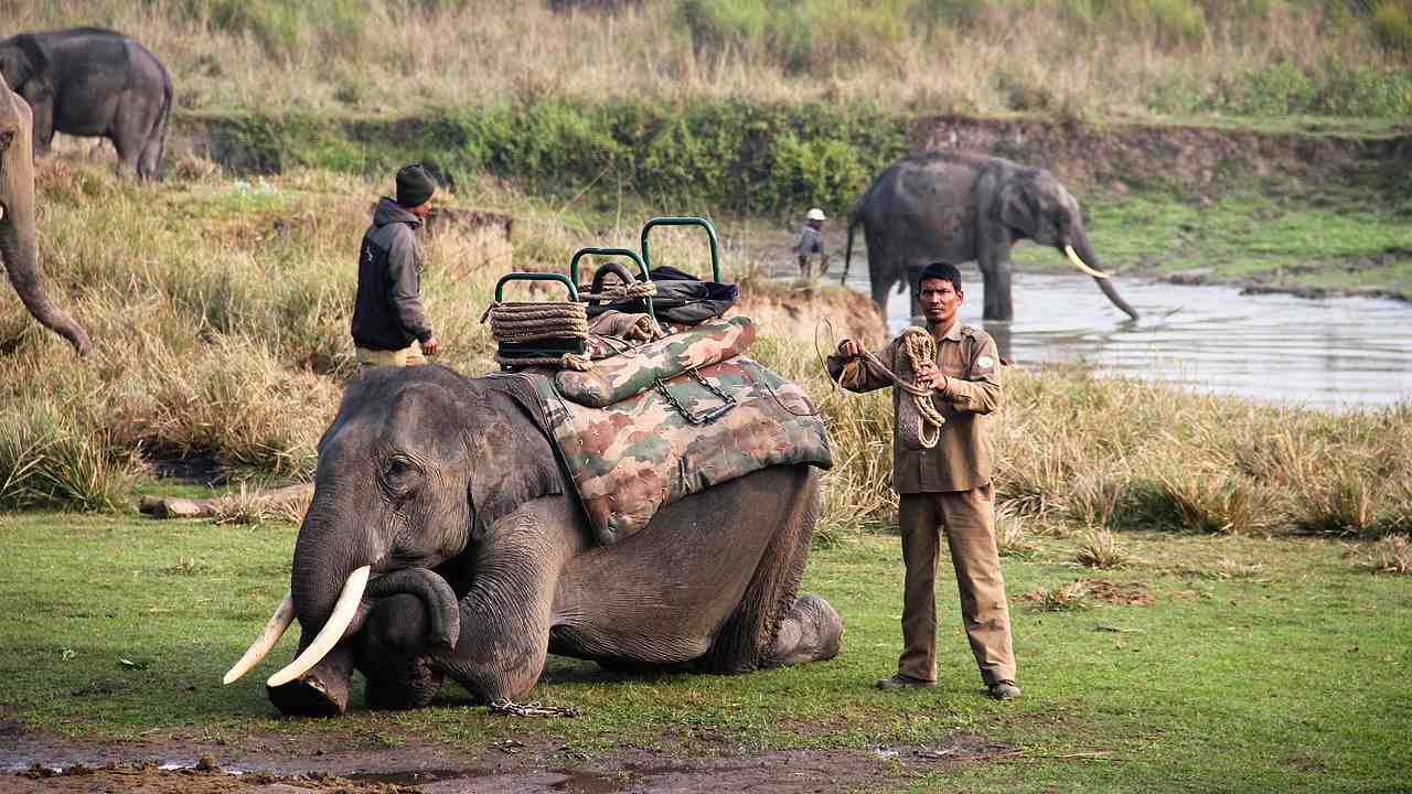 Elephant safari in Kaziranga national park. Image credit: Wikimedia Commons