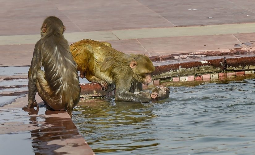 In Delhi, mercury touched a high of 41.5 degrees Celsius, a notch above normal, but the city is likely to get some respite from the sweltering heat on Eid as a partly cloudy sky, possibility of rain and thunderstorm with lightening and gusty winds up to 40 kmph are predicted. Seen here are monkeys cooling off during the heat at the South Block in Delhi. PTI In Delhi, mercury touched a high of 41.5 degrees Celsius, a notch above normal, but the city is likely to get some respite from the sweltering heat on Eid as a partly cloudy sky, possibility of rain and thunderstorm with lightening and gusty winds up to 40 kmph are predicted. Seen here are monkeys cooling off during the heat at the South Block in Delhi. PTI