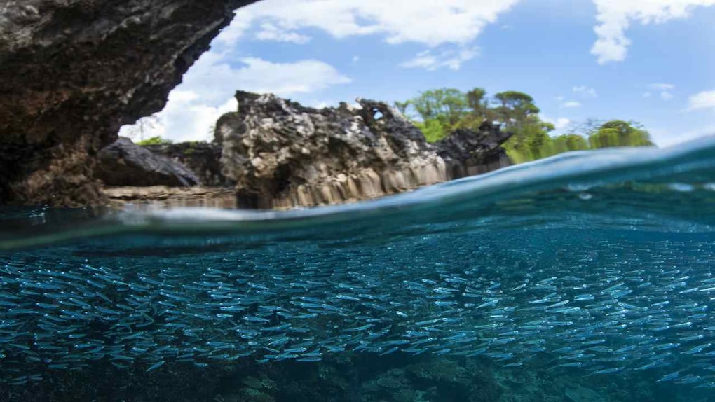 Feb and March see an explosion of juvenile fish in many parts of the northern Indian Ocean. There is safety in numbers and often an 'atmosphere' of shifting, shimmering fish bodies surrounds rocky outcrops. Image credit: Umeed Mistry Feb and March see an explosion of juvenile fish in many parts of the northern Indian Ocean. There is safety in numbers and often an 'atmosphere' of shifting, shimmering fish bodies surrounds rocky outcrops. Image credit: Umeed Mistry