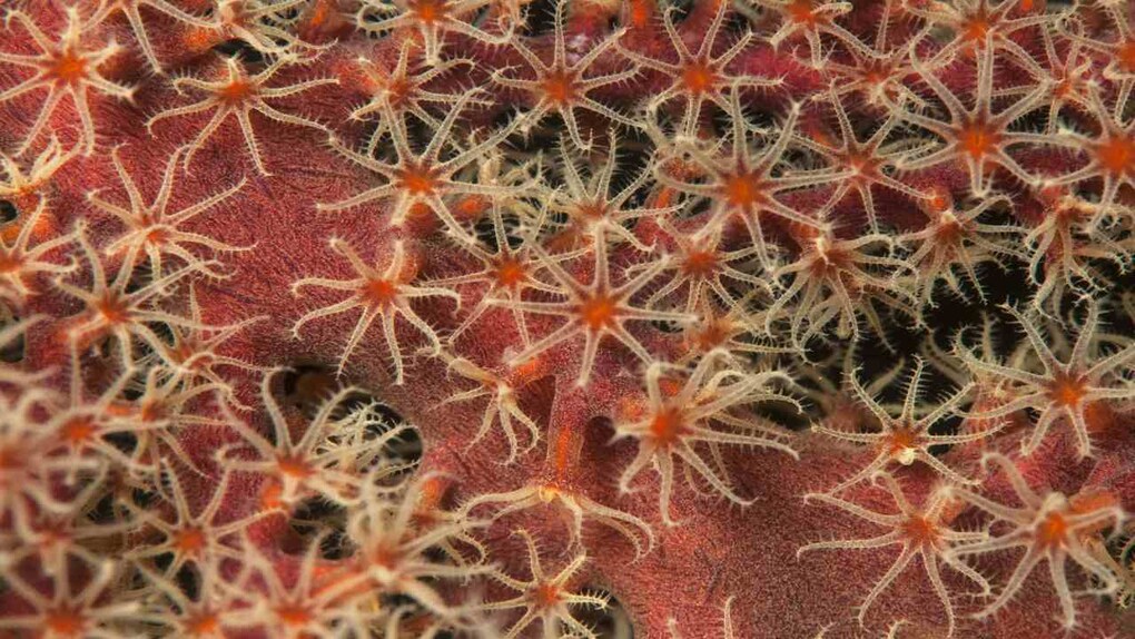 The exquisite polyps of a gorgonian fan coral. Taking artificial light into the water - to counter for the loss of the warmer colours in the spectrum of light - brings out the true beauty and intricacy of fish and coral on the reef. Image credit: Umeed Mistry The exquisite polyps of a gorgonian fan coral. Taking artificial light into the water - to counter for the loss of the warmer colours in the spectrum of light - brings out the true beauty and intricacy of fish and coral on the reef. Image credit: Umeed Mistry