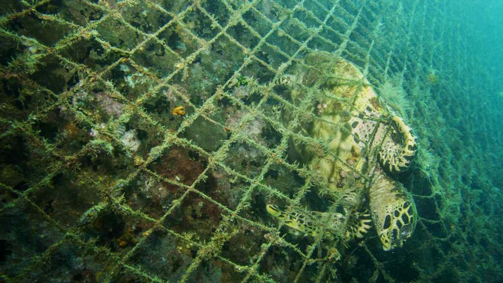 Ghost nets are discarded fishing nets which float in the sea, smother coral reef or, in this case, end up draped on the side of a shipwreck. They continue to trap fish and other marine creatures. This turtle drowned against the side of this wreck in the Andaman Islands because it could not get to the surface to breath. Image credit: Umeed Mistry Ghost nets are discarded fishing nets which float in the sea, smother coral reef or, in this case, end up draped on the side of a shipwreck. They continue to trap fish and other marine creatures. This turtle drowned against the side of this wreck in the Andaman Islands because it could not get to the surface to breath. Image credit: Umeed Mistry