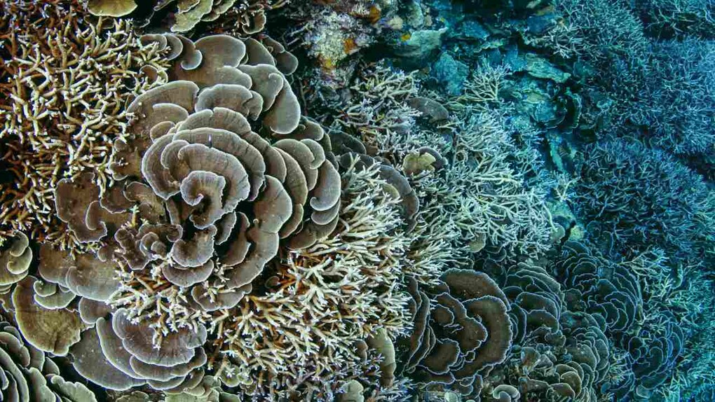 Some of the healthiest coral I have seen in the Andaman Islands can be found in a small bay on Barren Island - India's only active volcano. This bay often has molten lava from the volcano entering its waters. Image credit: Umeed Mistry Some of the healthiest coral I have seen in the Andaman Islands can be found in a small bay on Barren Island - India's only active volcano. This bay often has molten lava from the volcano entering its waters. Image credit: Umeed Mistry