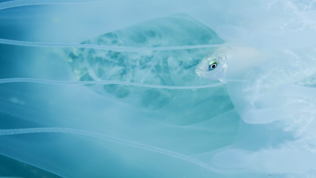 Dangerous refuge. A juvenile trevally takes refuge in the bell of a jellyfish. The photograph shows only a small part of the jellyfish, but four of its stinging tentacles are visible in the frame. The trevally is safe within the bell of the jellyfish, because the tentacles deter other predatory fish. But if this little fish makes a wrong move and touches one of the tentacles, it too may get stung, paralysed and eaten. Image credit: Umeed Mistry Dangerous refuge. A juvenile trevally takes refuge in the bell of a jellyfish. The photograph shows only a small part of the jellyfish, but four of its stinging tentacles are visible in the frame. The trevally is safe within the bell of the jellyfish, because the tentacles deter other predatory fish. But if this little fish makes a wrong move and touches one of the tentacles, it too may get stung, paralysed and eaten. Image credit: Umeed Mistry