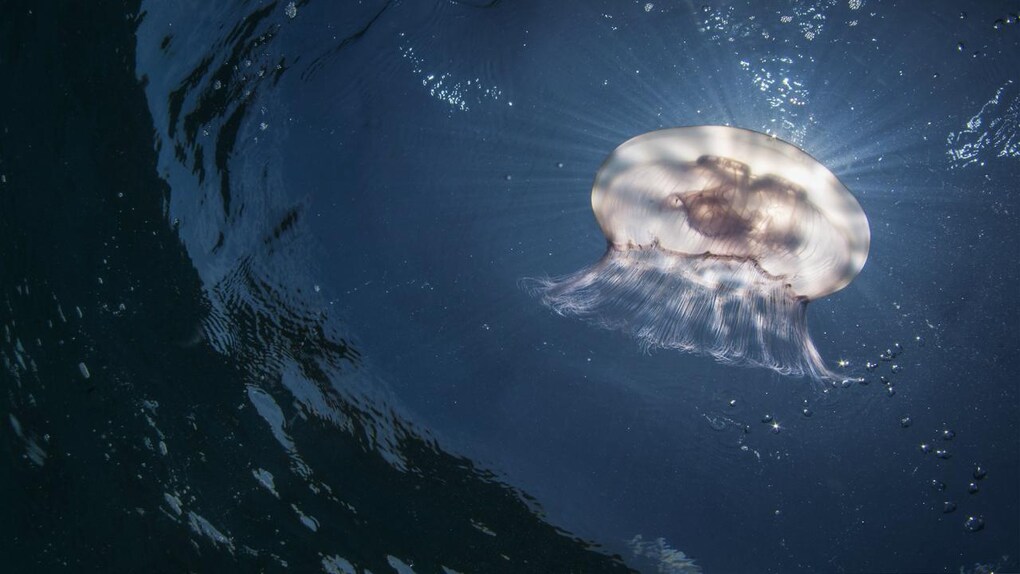 A lunar jellyfish backlit by the sun. Image credit: Umeed Mistry A lunar jellyfish backlit by the sun. Image credit: Umeed Mistry