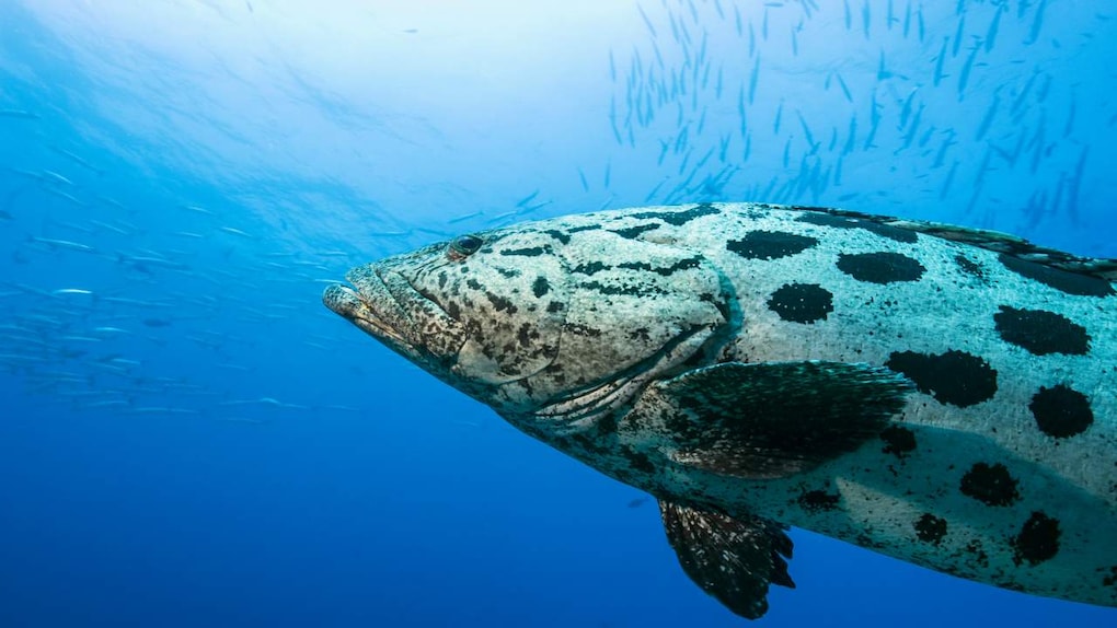 A giant grouper eyeballs the camera while a school of barracuda circle in the shallower waters closer to the surface. This image was taken on a dive site off Havelock Island. Image credit: Umeed Mistry A giant grouper eyeballs the camera while a school of barracuda circle in the shallower waters closer to the surface. This image was taken on a dive site off Havelock Island. Image credit: Umeed Mistry