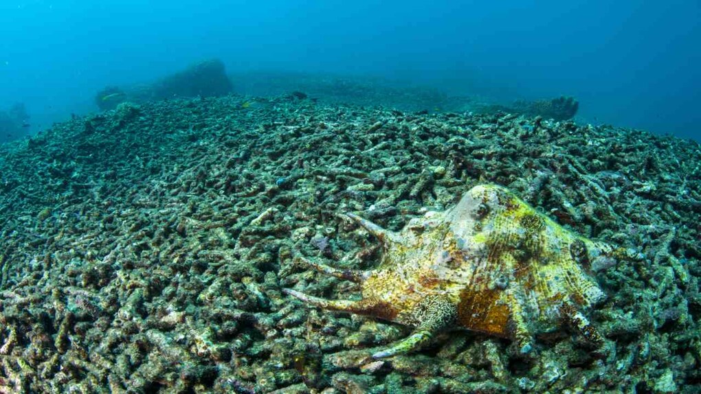 A field of dead acropora coral. Acropora is one of the fastest growing coral on the reef, but its fragile branching structure and often shallow water habitat makes it most susceptible to warming waters and storm damage. A conch makes its way slowly across the deserted seascape. Image credit: Umeed Mistry A field of dead acropora coral. Acropora is one of the fastest growing coral on the reef, but its fragile branching structure and often shallow water habitat makes it most susceptible to warming waters and storm damage. A conch makes its way slowly across the deserted seascape. Image credit: Umeed Mistry