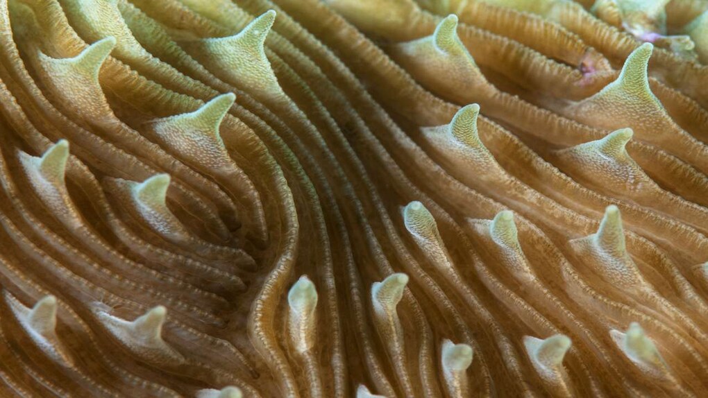 A macro close-up of the form and texture of a mushroom coral. Image credit: Umeed Mistry A macro close-up of the form and texture of a mushroom coral. Image credit: Umeed Mistry