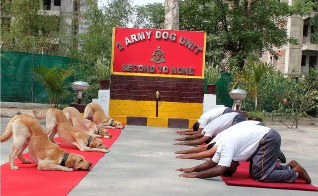 And in Jalandhar, members of the 2 Army Dog Unit performed doga (dog yoga), the canines doing the asanas along with the Army personnel. Image courtesy: Twitter/ @ANI And in Jalandhar, members of the 2 Army Dog Unit performed doga (dog yoga), the canines doing the asanas along with the Army personnel. Image courtesy: Twitter/ @ANI