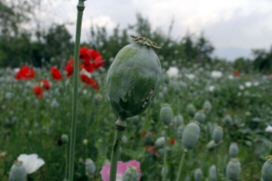 Increasing poppy cultivation in Kashmir leaves hospitals battling surge of drug dependence cases; locals seek prompt action from authorities Increasing poppy cultivation in Kashmir leaves hospitals battling surge of drug dependence cases; locals seek prompt action from authorities