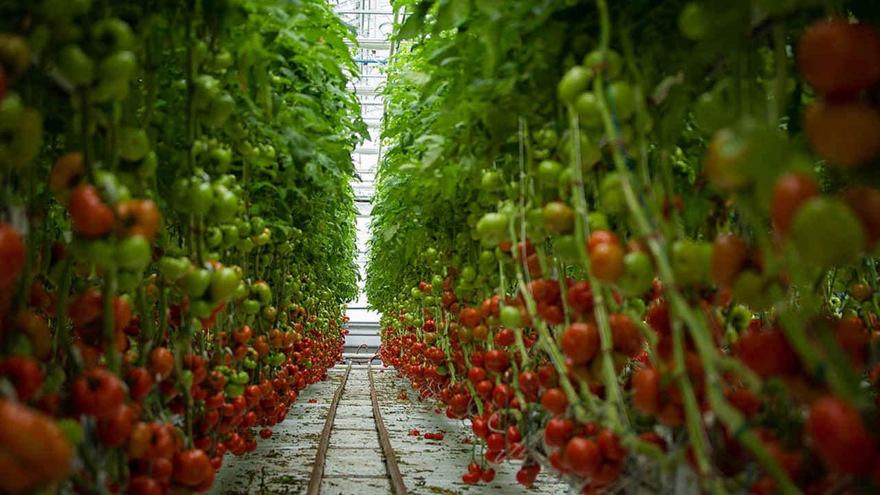 Tomato farms. image credit: Wikipedia