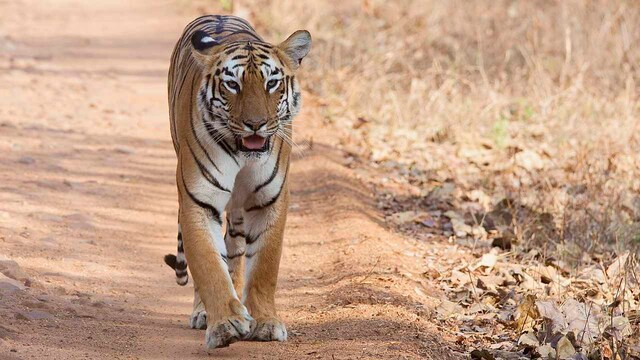 PM Narendra Modi releases census of India's tiger population in All India Tiger Estimation Report PM Narendra Modi releases census of India's tiger population in All India Tiger Estimation Report
