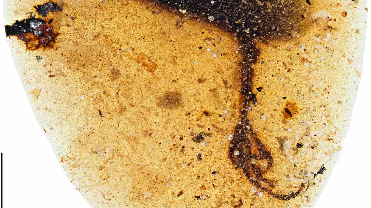 This photograph shows a nearly 100-million-year-old bird foot featuring a very long toe preserved in amber. The specimen also contains the bird's left wing tip. Credit: Lida Xing