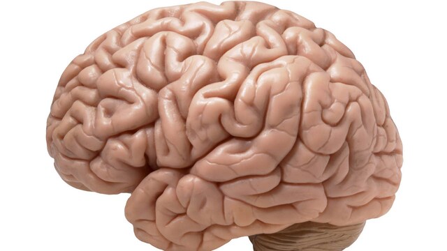 Brain's neurons help in identifying and interpreting different colours and shapes Brain's neurons help in identifying and interpreting different colours and shapes