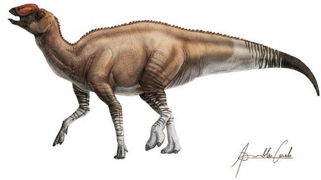 Fossil found in 1980 in Texas has been identified as a new dinosaur species Fossil found in 1980 in Texas has been identified as a new dinosaur species