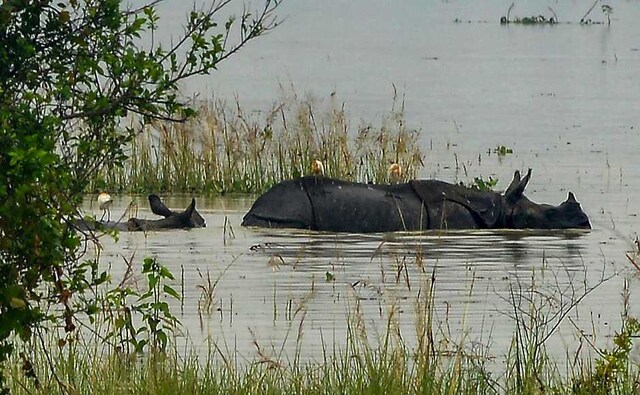 Large areas of Kaziranga National Park were submerged, and the animals from the sanctuary were taken to highlands. Ferry services to Umananda Devaloi Temple, located at the Peacock Island in the middle of river Brahmaputra, were halted, leaving the priests and other people on the island stranded. PTI Large areas of Kaziranga National Park were submerged, and the animals from the sanctuary were taken to highlands. Ferry services to Umananda Devaloi Temple, located at the Peacock Island in the middle of river Brahmaputra, were halted, leaving the priests and other people on the island stranded. PTI