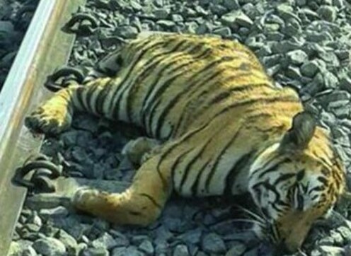 Indian Railways to fence off tracks after data reports of over 32,000 animal deaths between 2016 and 2018 Indian Railways to fence off tracks after data reports of over 32,000 animal deaths between 2016 and 2018
